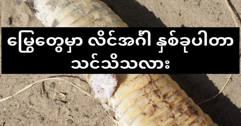 မြွေထီးတွေမှာ လိင်အင်္ဂါ နှစ်ခုပါတယ်ဆိုတာ သင်သိသလား