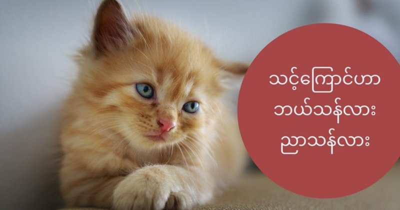 သင့်ကြောင်ဟာ ဘယ်သန်လား ညာသန်လား