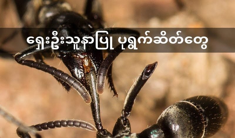 ပုရွက်ဆိတ်တွေလဲ ရှေးဦးသူနာ ပြုစုနည်း တတ်တယ်ဆိုပဲ
