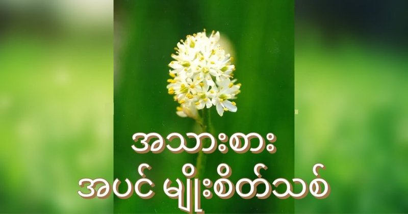 အသားစား အပင်မျိုးသစ်တွေ့ရှိ