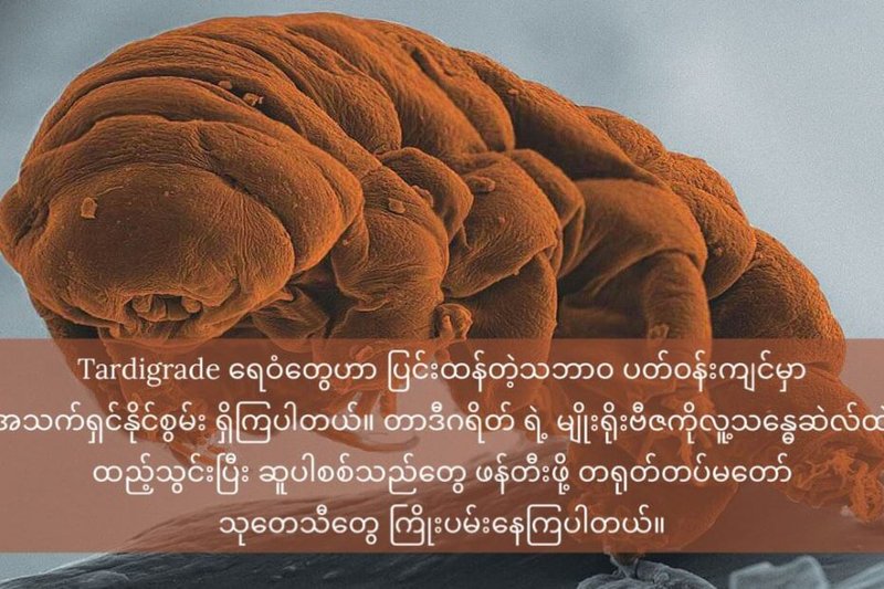 Tardigrade ရေဝံ ၏ မျိုးရိုးဗီဇအား လူ့ပင်မဆဲလ် အတွင်း ထည့်သွင်းပြီး ဆူပါစစ်သည်များ ဖန်တီးရန် တရုတ်သုတေသနပြု