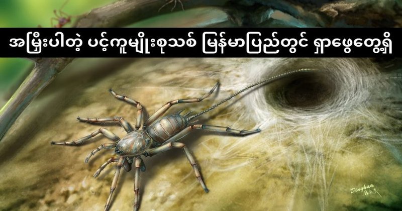 အမြှီးပါသော ရှေးဟောင်း ပင့်ကူမျိုးစု မြန်မာပြည်တွင် ရှာဖွေတွေ့ရှိ