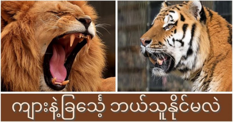 ကျားနဲ့ခြင်္သေ့ ဘယ်သူနိုင်မလဲ
