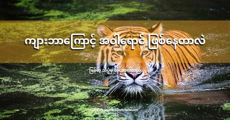 ကျား ဘာကြောင့် အဝါရောင် ဖြစ်နေတာလဲ