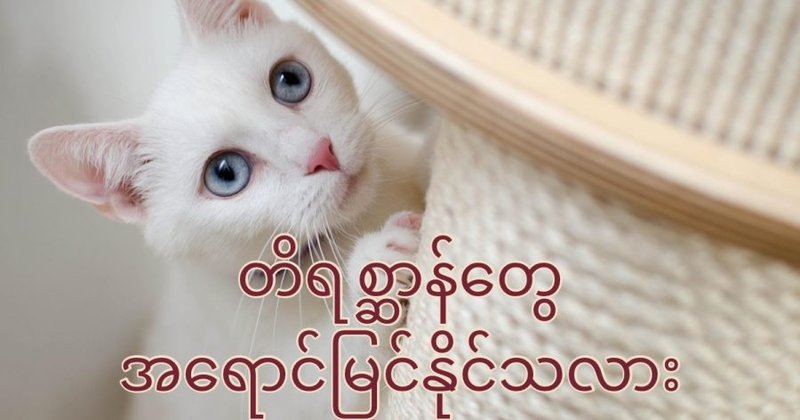 တိရစ္ဆာန်တွေ အရောင် မြင်နိုင်သလား