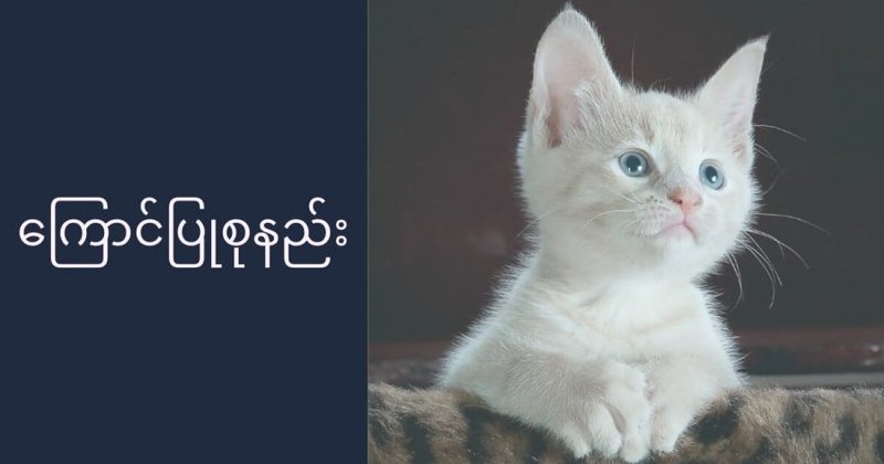 ကြောင်ပြုစုနည်း အခြေခံ