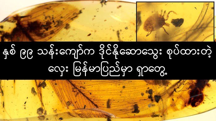 မြန်မာပြည်မှာ ရှာတွေ့ ခဲ့တဲ့ နှစ် ၉၉ သန်းကျော်က ဒိုင်နိုဆောသွေး စုပ်ထားတဲ့ လှေး