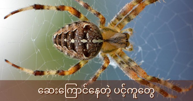 ဆေးကြောင်နေတဲ့ ပင့်ကူများ