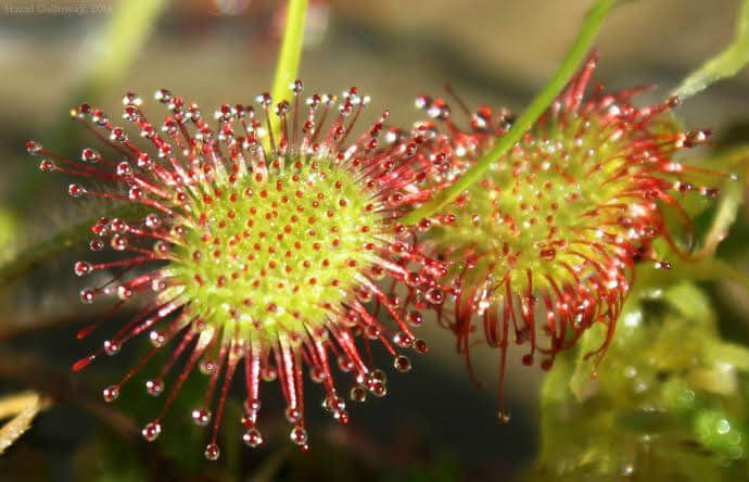 အသားစား အပင်တစ်မျိုးဖြစ်တဲ့ Sundew